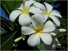 singapore_plumeria.jpg